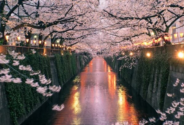Semana Santa Japón, cerezos, primavera, sakura