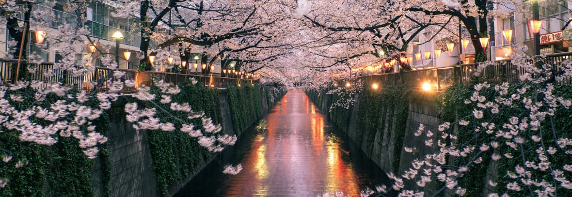 Semana Santa Japón, cerezos, primavera, sakura